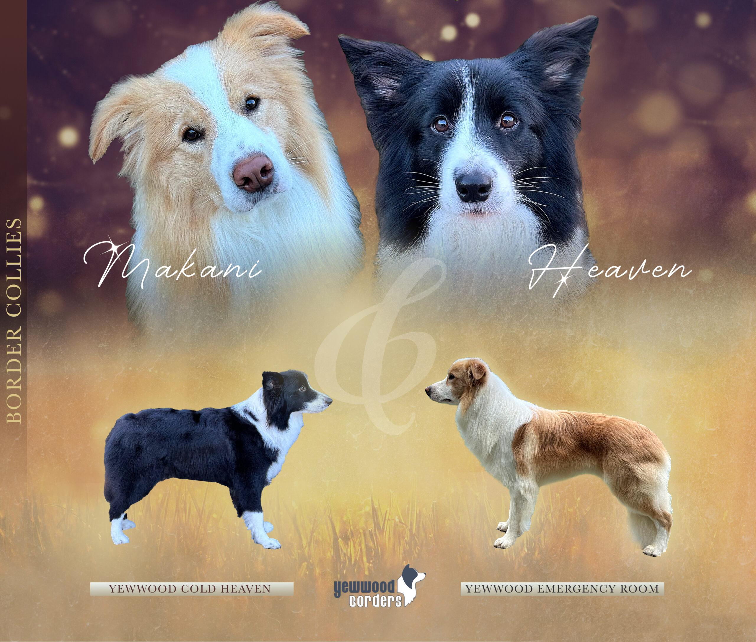 Border Collies